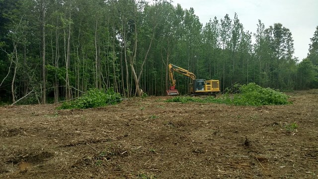 Large-Scale Cutting - Decaturville, TN